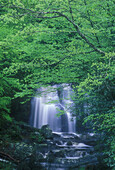 Emerging foliage overhanging Meigs Falls on a rainy day. Great Smoky Mountains NP. Tennessee. USA.