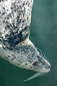Harbour seal (Phoca vitulina) underwater. Victoria, BC, Canada