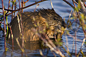 Muskrat (Ondatra zibethicu) feeding on cattail. Hillman Marsh, Leamington, ON, Canada