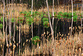 Dead snags, cattails and emerging green grasses in beaver pond. Espanola. Ontario, Canada