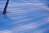 Dawn light and tree shadows on snow. Lively. Ontario, Canada