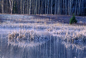 Frosted grasses and trees reflected in beaver pond at dawn. Whitefish. Ontario, Canada