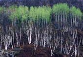 Hillside of bare birch with emerging foliage on line of poplar trees. Lively. Ontario, Canada