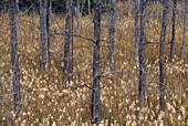 Dead snags in mature cattail wetland in late autumn. Espanola. Ontario, Canada