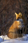 Red fox (Vulpes vulpes) loafing in thicket in mid winter. Sudbury. Ontario. Canada.