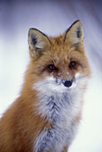 Red fox (Vulpes vulpes) portrait in early spring. Lively. Ontario. Canada.