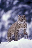 Winter portrait. Bobcat (Felis rufus), native to continental US. 