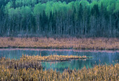 Emerging foliage reflected in open water of cattail marsh. Naughton. Ontario. Canada.