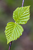 White birch (Betula papyrifera). Emerging leaves. Killarney Provincial Park, Ontario