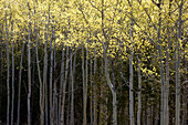 Emerging spring foliage in poplar grove. Little Current, Manitoulin Island, Ontario, Canada 