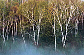 Spring birch trees in morning mists. Walden, Ontario, Canada 