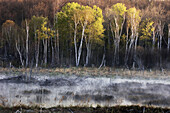 Misty spring beaver pond at dawn. Walden, Ontario, Canada 