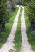 Dirt sideroad in spring. Manitoulin Is., Ontario, Canada 