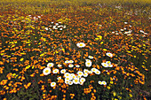 Large meadow with mix of wildflowers- vetch, orange and yellow hawkweeds. Lively, Ontario, Canada 