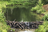 Typical Beaver dam on Chikanishing Creek. Killarney Provincial Park, Ontario, Canada 