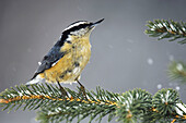 Red breasted nuthatch (Sitta canadensis). Winter resident perched in spruce bough. Lively, Ontario