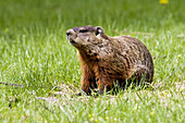 Groundhog, Marmota monax. Near burrow in parkland.