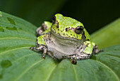 Eastern gray tree frog (Hyla versicolor). Green phase individual resting on garden hosta. Ontario