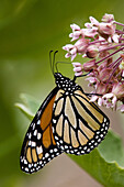 Monarch butterfly (Danaus plexippus). Adult nectaring on milkweed. Ontario