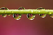 Raindrops clinging to garden flower stem. Ontario