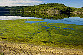 Algal blooms along shore of Simon Lake. Naughton. Ontario