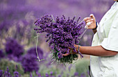 Person holding bouquet of lavender. Provence. France