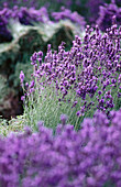 Lavender field. Provence. France