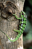 Chameleon on branch. Republic of Madagascar.