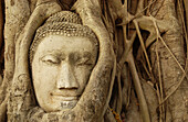 Stone Buddha head around which tree roots have grown. Wat Phra Mahathat. Ayutthaya, Thailand