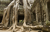 Ta Prohm, one of the temples of Ankor, Cambodia.