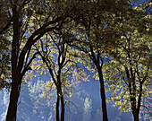 Oak trees. Yosemite National Park. California. USA