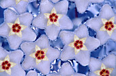 Hoya (Hoya sp.) blossoms on water