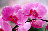 Orchids (Phalaenopsis sp.)