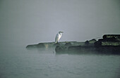 White Egret in fog. Coos Bay. Oregon. USA