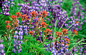 Indian Paintbrush (red) and Lupine flowers. Olympic National Park. Washington. USA