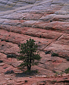 Pine tree at Checkerboard mesa. Zion National Park. Utah. USA