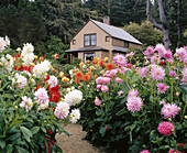 Garden cottage with dahlias. Shore Acres State Park. Southern Oregon Coast. USA