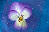 Viola Baby Face floating on water. Coos Bay. Oregon. USA.