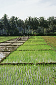 Paddy fields. Goa, India