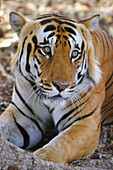 Male tiger (Panthera tigris) Kanha National Park, Madhya Pradesh, India