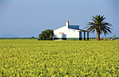 Farm at Ebro delta. Tarragona province, Spain