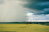 Storm over canola field. Alberta. Canada
