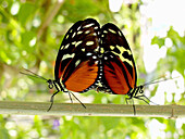 Piano Key butterflies (heliconius melpomene) mating