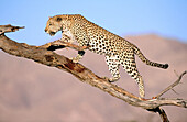 Leopard (Panthera pardus), captive. Namibia