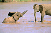 African Elephants (Loxodonta africana). Samburu National Reserve. Kenya