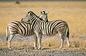 Burchell s Zebras (Equus burchelli). Etosha National Park. Namibia