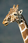 Reticulated Giraffe (Giraffa camelopardalis reticulata). Samburu National Reserve. Kenya