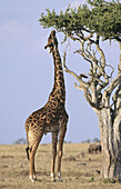 Giraffe (Giraffa camelopardalis), male. Masai Mara. Kenya