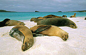 Galapagos Sea Lions (Zalophus californianus wollebacki). Galápagos Islands. Ecuador