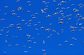 Snow Geese (Chen caerulescens), landing flock. Bosque del Apache National Wildlife Refuge. New Mexico. USA